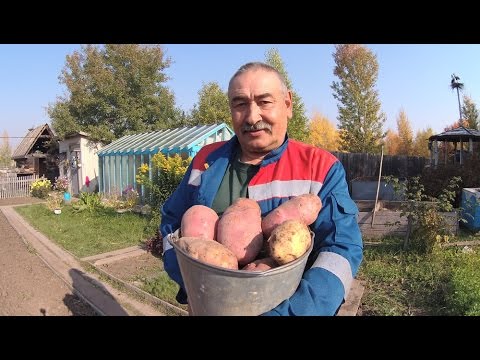 [ВИДЕО] Посадка картофеля