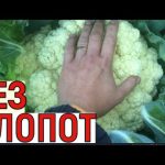 [ВИДЕО] Капуста, обзор сортов